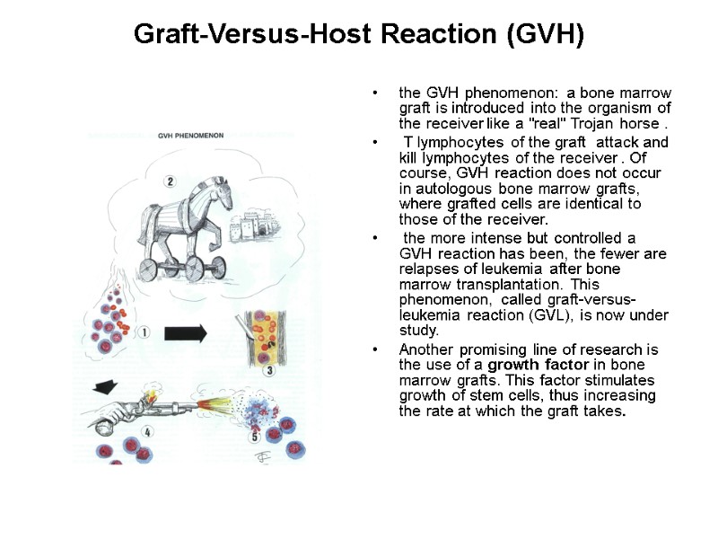 Graft-Versus-Host Reaction (GVH)   the GVH phenomenon: a bone marrow graft is introduced
